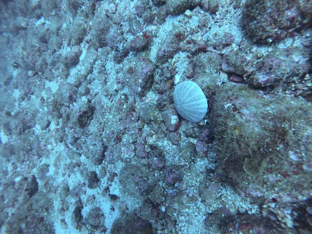 Green Mexican Sea Urchin