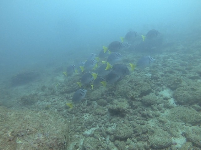 School of Yellowtail surgeon fish (Prionurus punctatus)