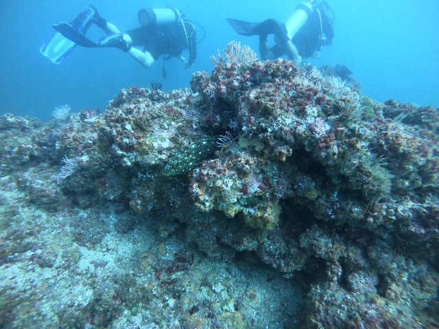 Marbled Grouper (?) fish hiding in the coral