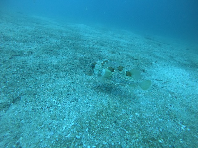 Black-blotched porcupinefish