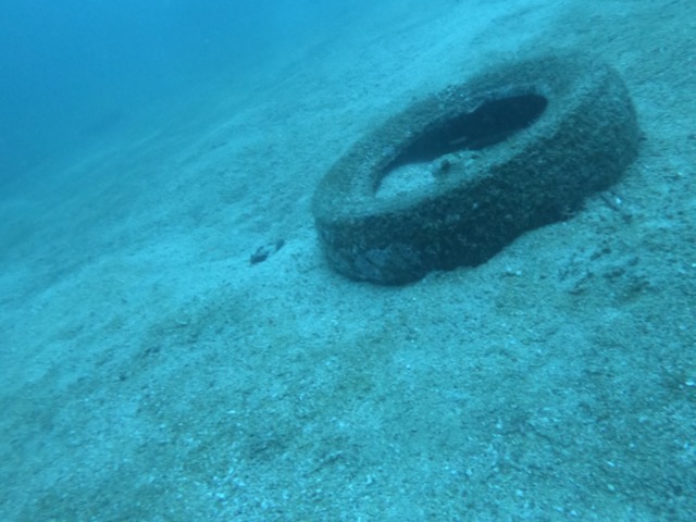 Porcupinefish guarding their tire