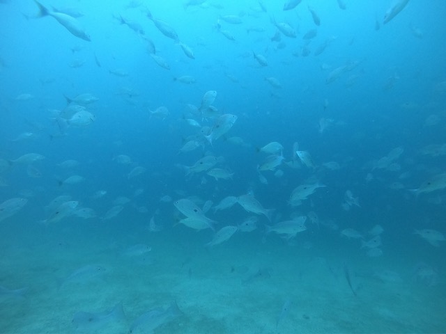 School of fish