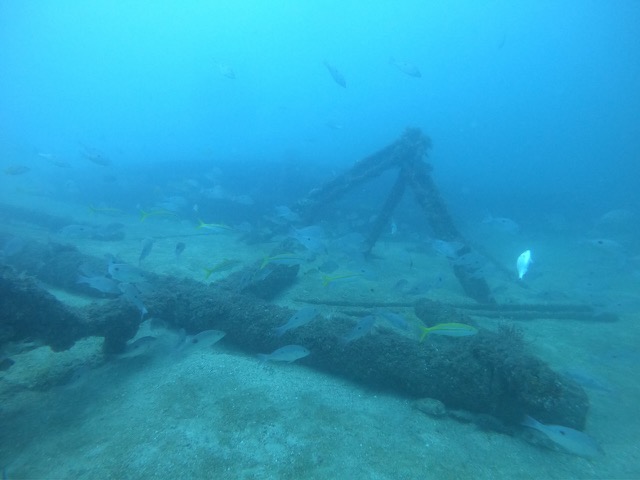 Fish surrounding metal structure