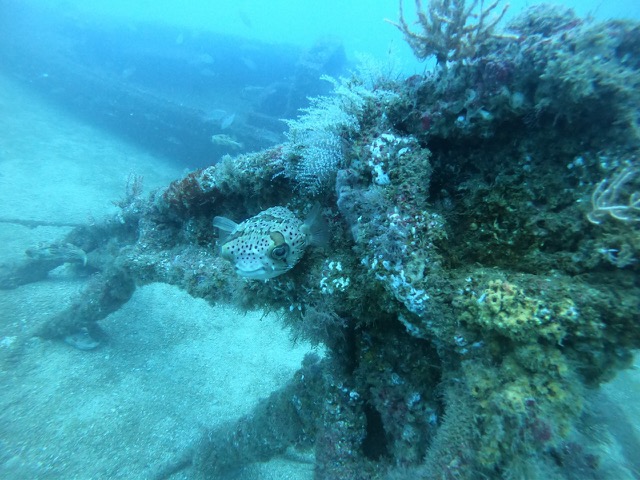 Black-blotched porcupinefish