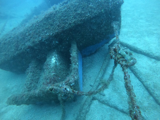 Porcupinefish hanging out by the shipwreck