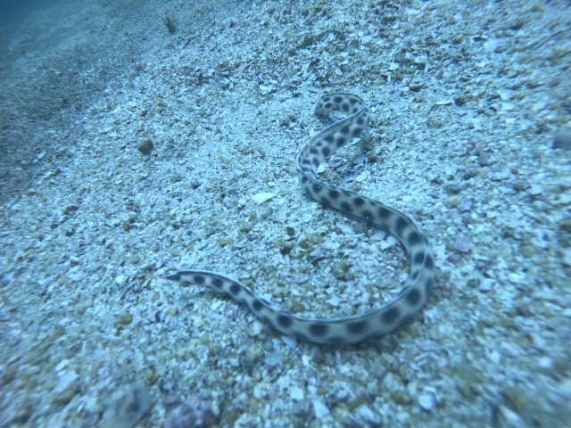 Tiger Snake Eel (Myrichthys tigrinus)