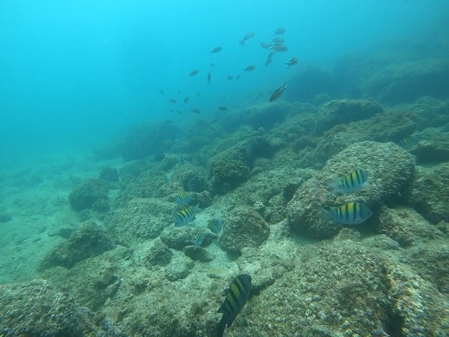 School of Panamic Sergeant Major fish (Abudefduf troschelii)