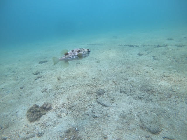 Black-blotched porcupinefish