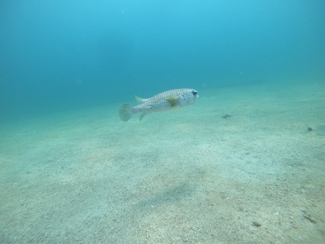 Spot-fin porcupinefish (Diodon hystrix)