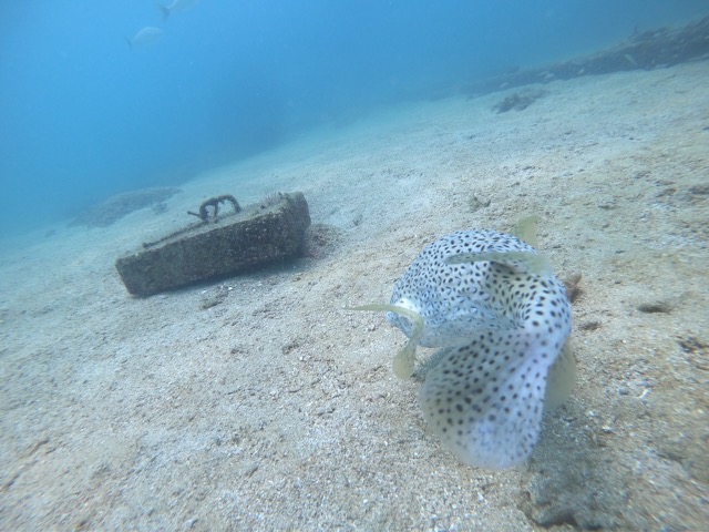 Spot-fin porcupinefish (Diodon hystrix)