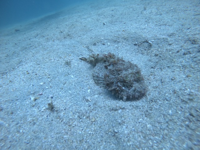 Stonefish