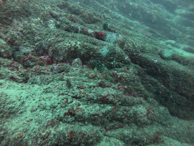 Marbled Grouper hanging out in the rocks