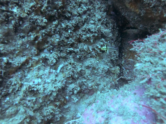 Tiny black and yellow fish