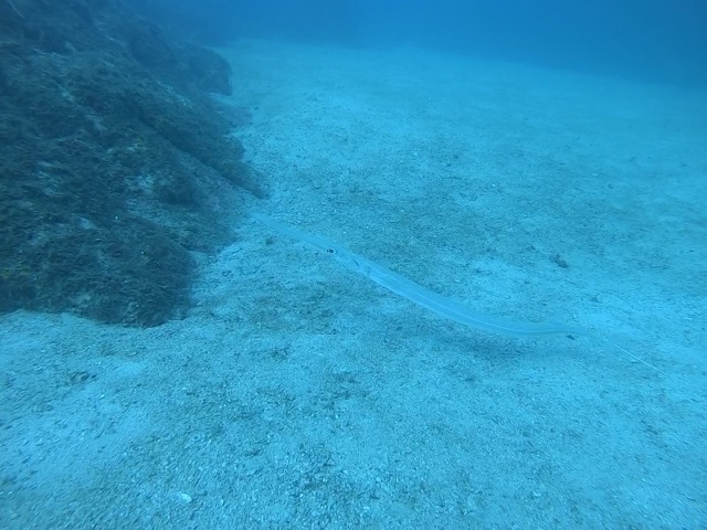 Cornetfish