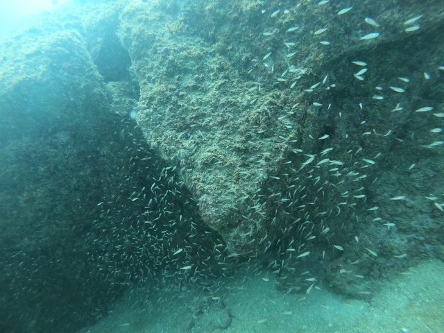 Big school of small fish