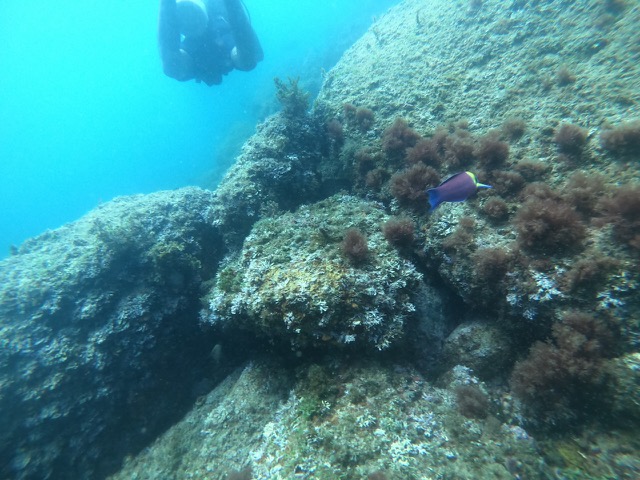 Rainbow wrasse (Thalassoma lucasanum)