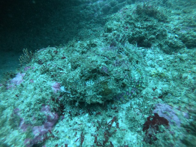 Hidden stonefish (do you see them?)