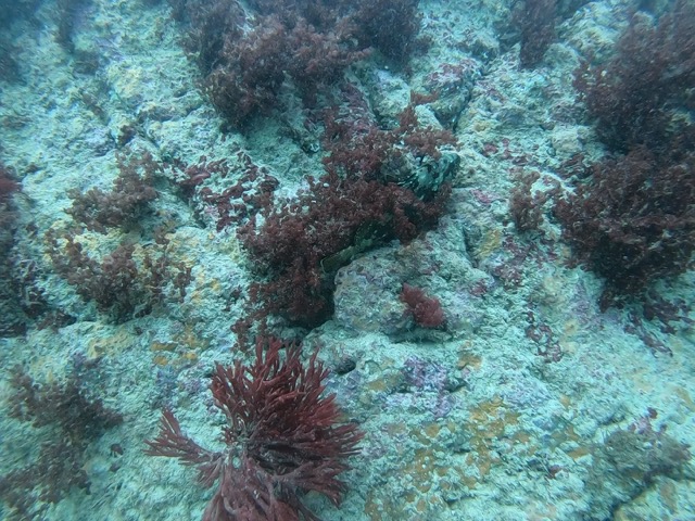 Fish hiding in the coral