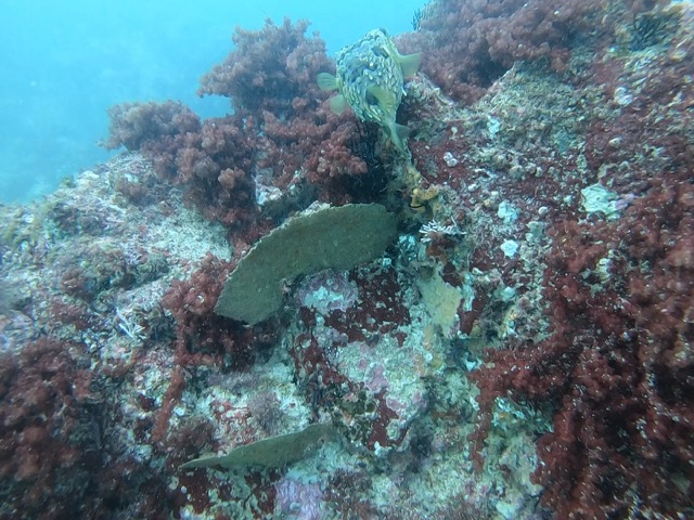 Black-blotched porcupinefish