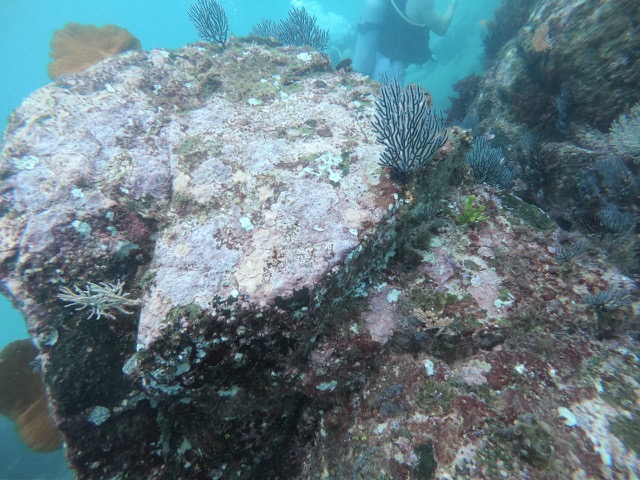 Colorful coral