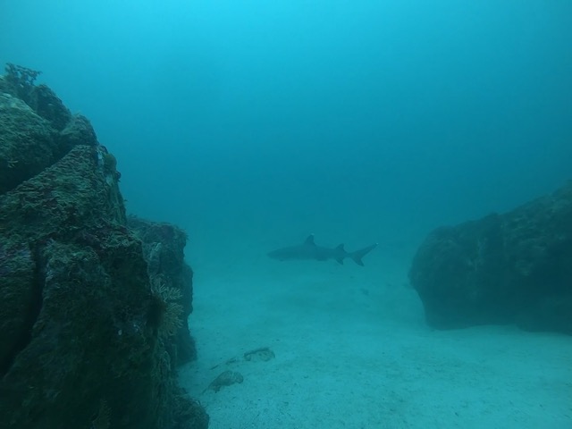 White-tipped Reef Shark