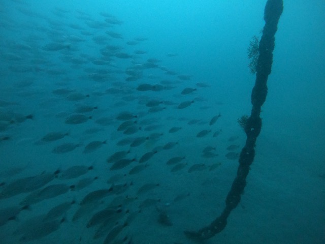 Fish next to the anchor chain