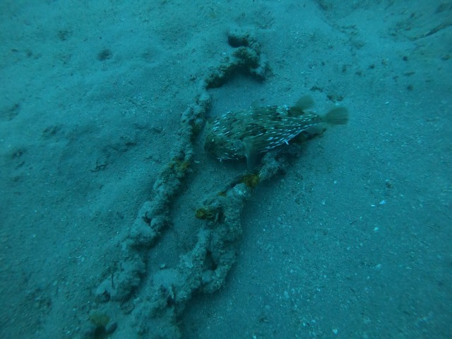 Black-blotched porcupinefish with a chain