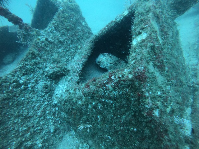 Porcupinefish hanging out in the ship