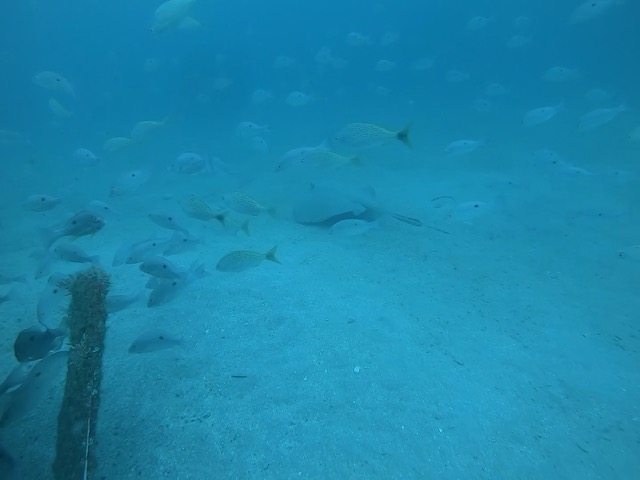 Pacific chupare or Round Stingray maybe?