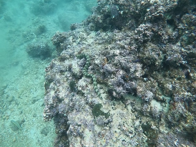 Snowflake Moray Eel