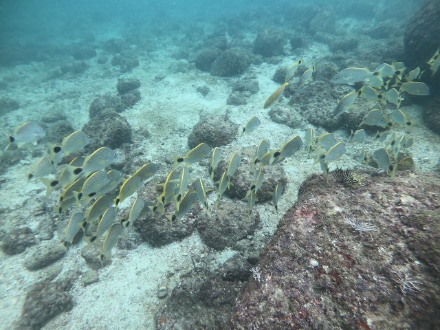 School of fish