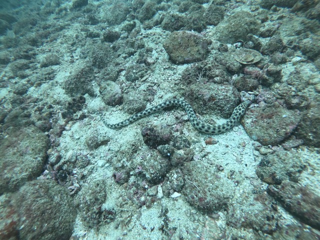 Tiger Snake Eel (Myrichthys tigrinus)