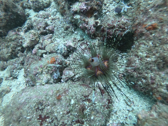 Really cool sea urchin