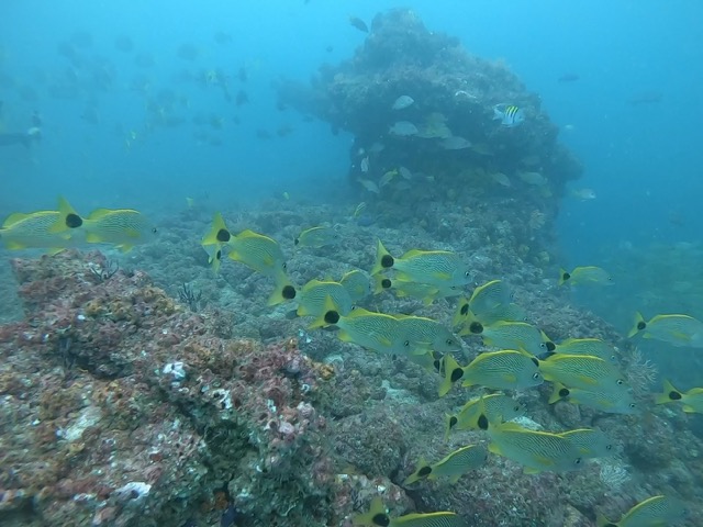 School of fish