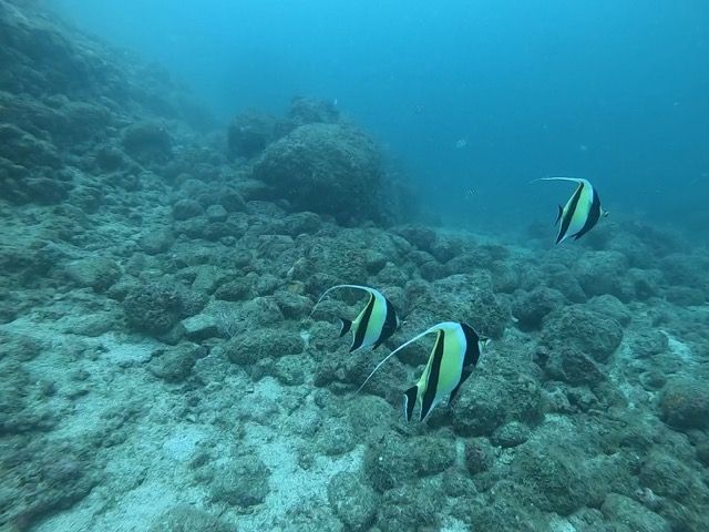 Bannerfish