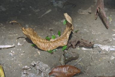 [01-leafcutter1.jpg]