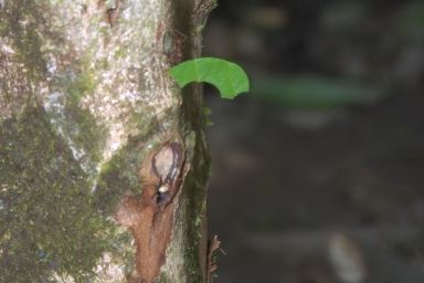 [02-leafcutter2.jpg]