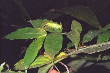 [06-katydid.jpg]