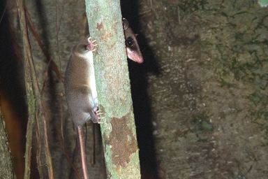 [28-opossum.jpg]