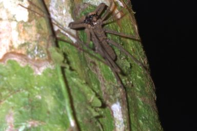 [29-whip-scorpion.jpg]