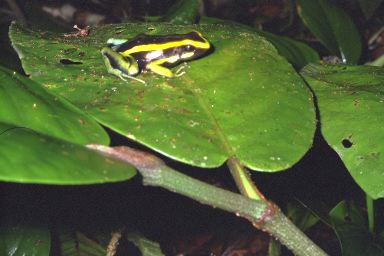 [40-poisondart2.jpg]