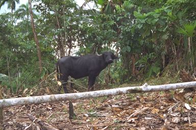 [43-water-buffalo.jpg]