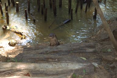 [44-river-otter.jpg]