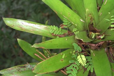 [48-bromiliade2.jpg]