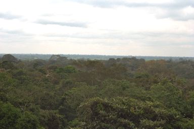 [50-rainforest2.jpg]