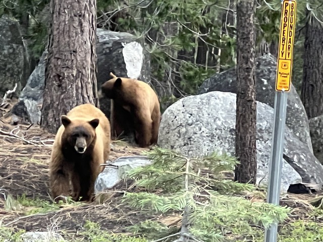 Bears are starting to come out