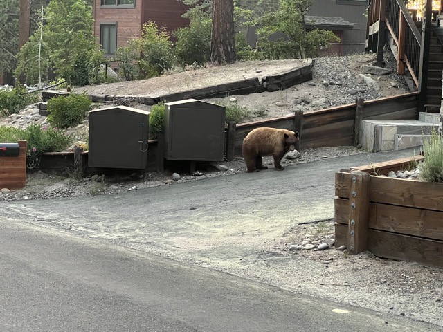 Another bear in our neighborhood