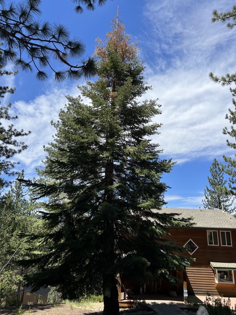 Our big oak tree in our front yard