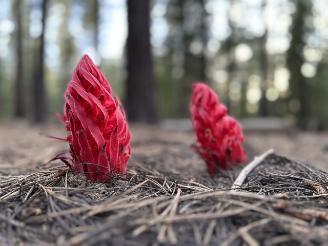 Snow plants