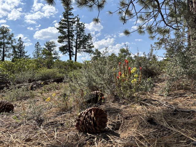 The brush